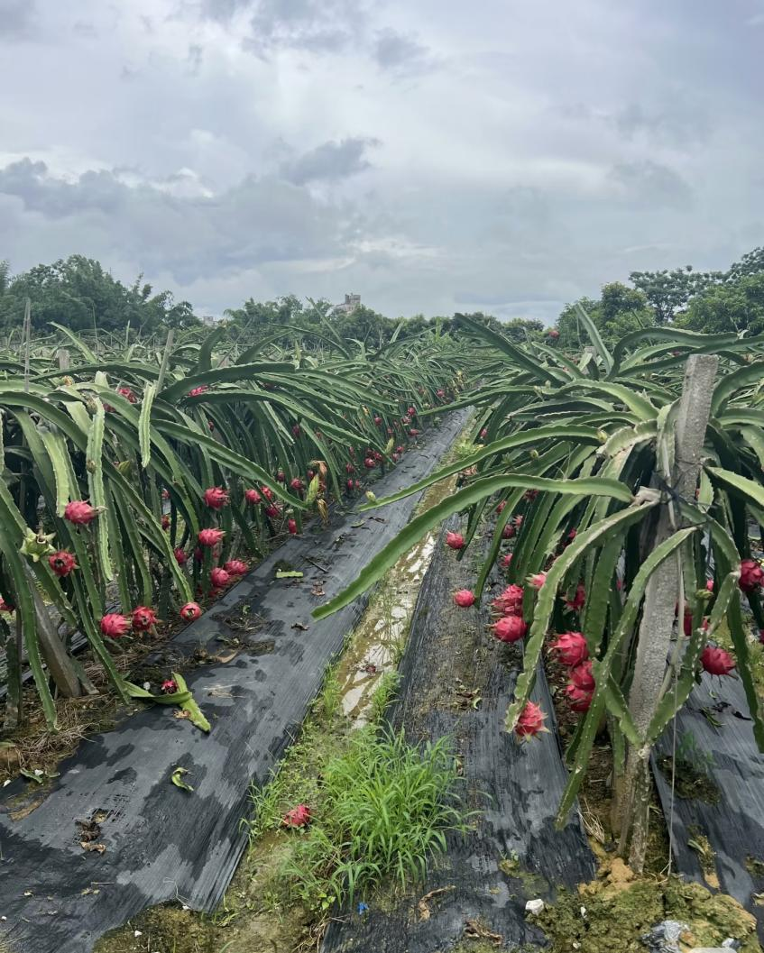 Bulk Purchase: Red Dragon Fruit Freeze-Dried Slices (25g Retail Bags) | Wholesale Pricing for Resellers