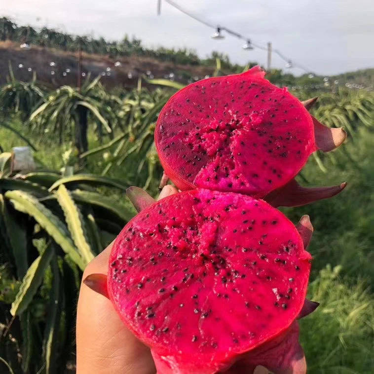 Bulk Purchase: Red Dragon Fruit Freeze-Dried Slices (25g Retail Bags) | Wholesale Pricing for Resellers